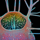 Illustration for article titled These Are the Best Microscopic Images of 2015